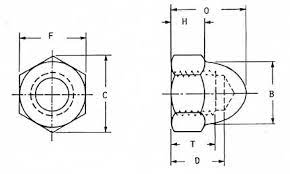 acorn nuts drawing